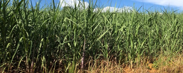 河南甘蔗種植方法 甘蔗詳細種植技術