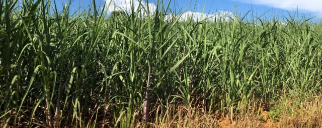 河南甘蔗種植方法 甘蔗詳細種植技術