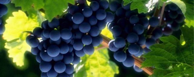 葡萄什麼時候種植 葡萄種植季節