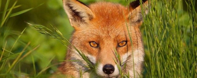 什麼是狐貍眼 你知道嗎