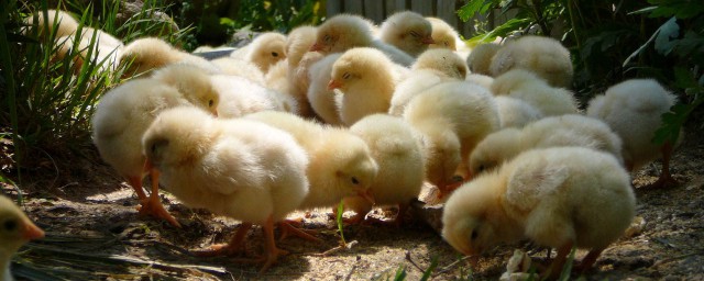 小雞的養殖方法 怎麼養才好呢