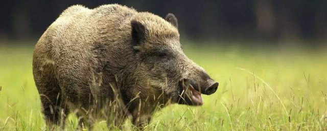 野豬是國傢保護動物嗎 捕捉犯法嗎