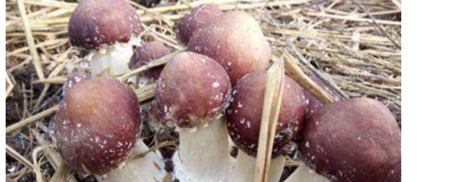 大球蓋菇種植技術 如何種植大球蓋菇