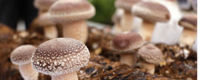新型的香菇種植技術 如何種植新型的香菇