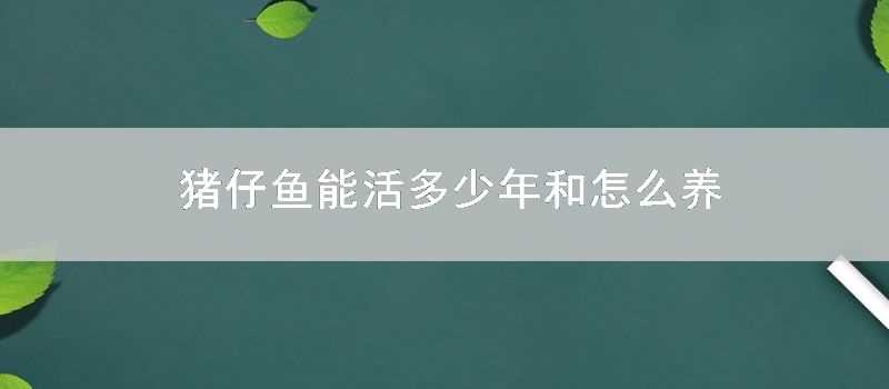 豬仔魚能活多少年和怎麼養