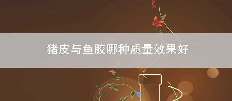 豬皮與魚膠哪種質量效果好