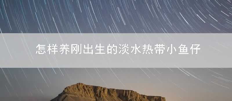 怎樣養剛出生的淡水熱帶小魚仔