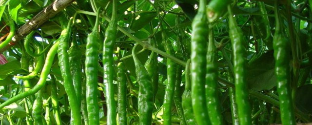 河南最大辣椒產地 種植面積多少