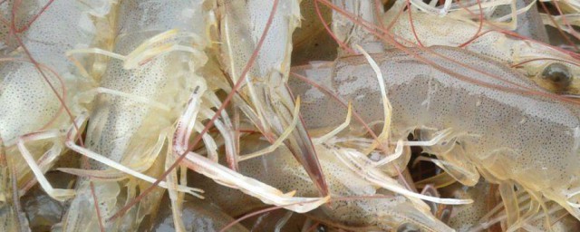 蝦子怎麼保鮮 活蝦怎麼保存
