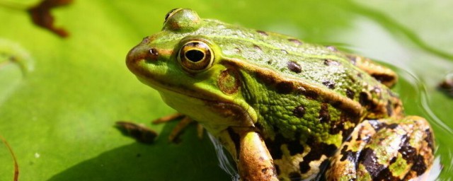 青蛙可以養殖嗎 需要註意什麼