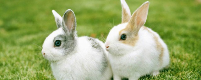 屬兔最不和的屬相 屬兔的人和什麼屬相最不搭