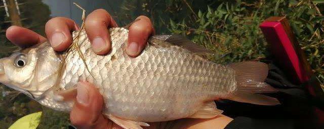 怎麼鎖鯰魚 釣鯰魚為什麼一定要用鯰魚鎖