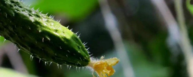 長期吃黃瓜的害處 容易引起腹瀉
