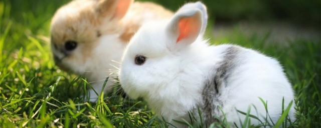 兔子怎麼看公母 教你如何分辨公母兔