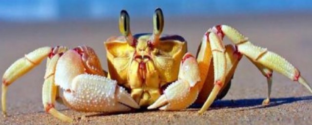 螃蟹的品種有哪些 常見的螃蟹名字是什麼