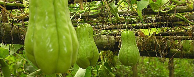 佛手瓜有公母之分嗎 可以怎麼種植呢