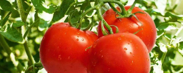 西紅柿的禁忌 是因為什麼