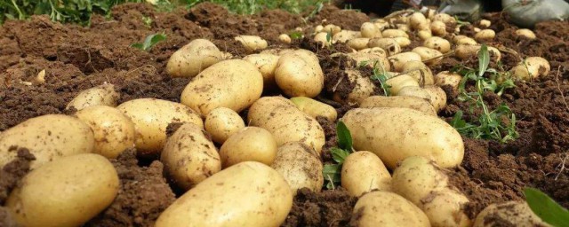 土豆膨大的方法 土豆膨大期時該如何管理