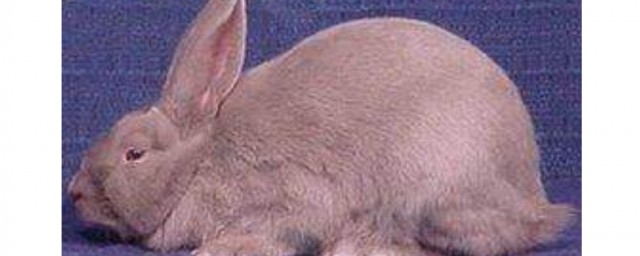 比華倫兔飼養方法 3個小技巧教你飼養比華倫兔