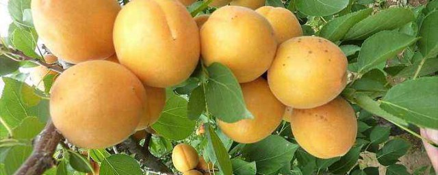 杏樹最好品種 杏樹最好品種有什麼特點