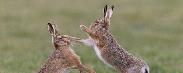 澳洲人為何不吃野兔 因其飲食清淡