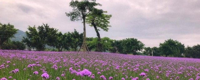 廣州花海公園的地址 為什麼廣州被稱為花城