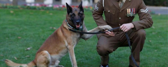 軍犬有哪些品種 軍犬都是什麼品種