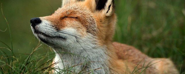 狐貍尾巴歇後語是什麼 狐貍尾巴的後一句是什麼