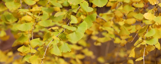 銀杏黃瞭的詩句 描寫銀杏秋天黃葉滿樹的詩句