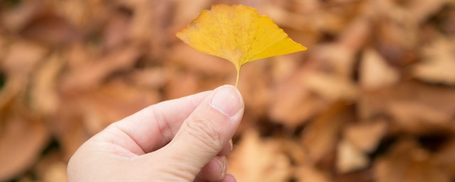 深秋樹葉黃的詩句 秋天葉落枯黃的詩句摘錄