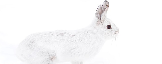 1963年屬兔幾月出生好 屬兔的看過來