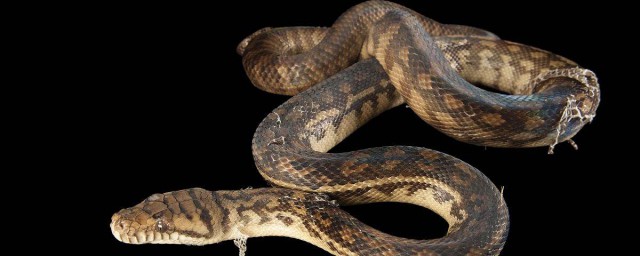 蛇能成精嗎 怎麼才能成精