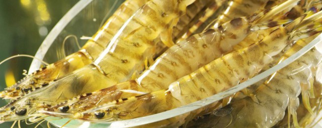 養基圍蝦有什麼條件 養殖基圍蝦對環境有什麼要求
