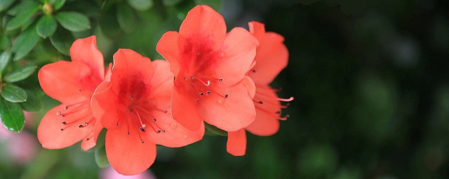 最名貴杜鵑花品種 4種名貴杜鵑花特點
