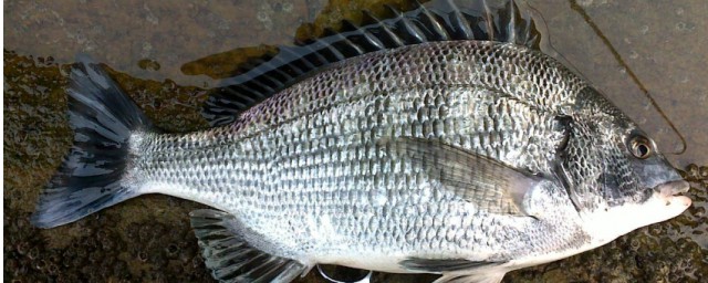 黑鯛魚餌料的配方 輕松制作魚餌料