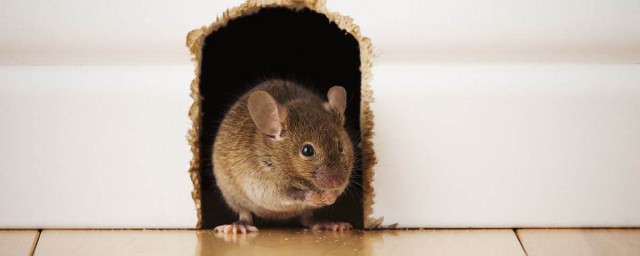 老鼠洞裡灌點點什麼好 老鼠洞裡放什麼好