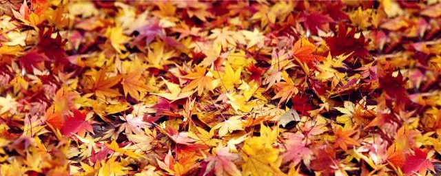 落葉飄零傷感詩句 秋天是個傷感的季節