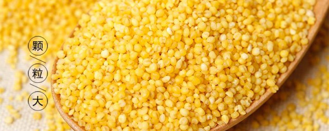 黑小米和黃小米的區別 最直觀的可以從外形顏色上分辨黑米和黃小米