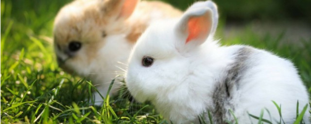 兔子公母最好認的方法 怎麼辨別兔子公母