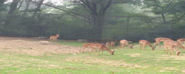 怎麼愛護小動物 怎樣保護小動物