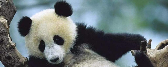 熊貓吃肉嗎 是因為什麼