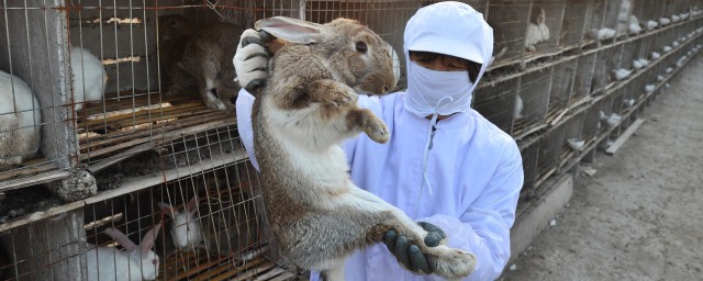 養殖兔子需要什麼手續 養殖兔子需要哪些證件執照