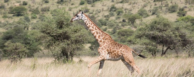 最高的長頸鹿有多少米 超乎你想象