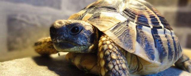 赫曼陸龜能長多大 小於多少很容易生命危險