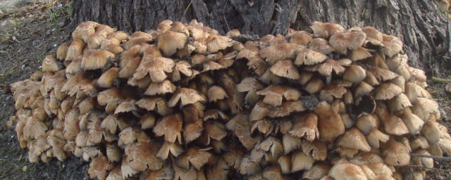 樹根上長的蘑菇能吃嗎 如何分辨