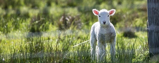 屬羊最好出生日 屬羊的人哪個日期出生的比較好