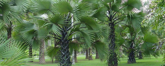 傢裡種棕櫚樹好不好 種在哪個位置比較好