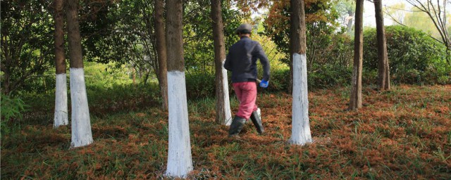 樹幹為什麼常常刷成白色 跟著去瞭解原因