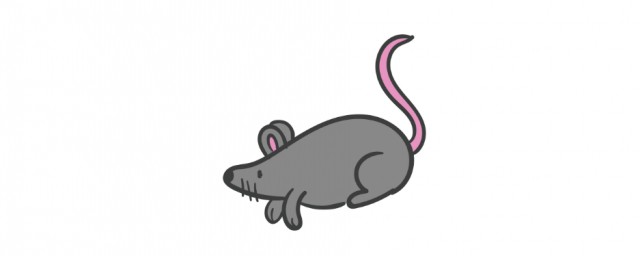 捉老鼠最有效又簡單的方法 6個方法教你捉老鼠