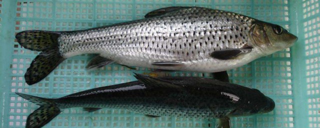 野生魚和養殖魚的區別 2點分辨野生魚和養殖魚
